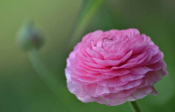 Ранункулюс цветы