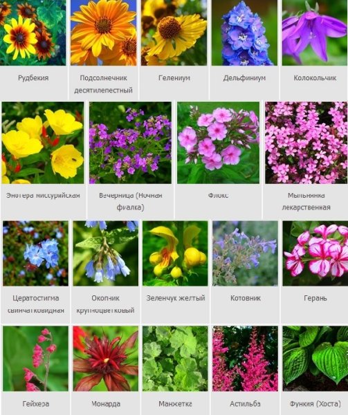 Цветы многолетники - Каталог для садоводов