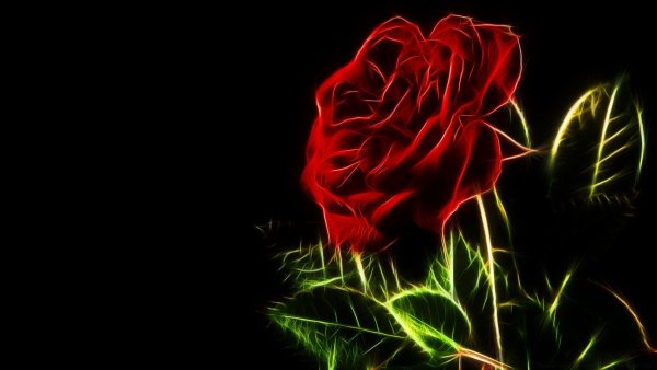 Фиолетовая роза на черном фоне