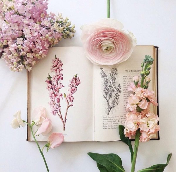 Эстетика книг и цветов