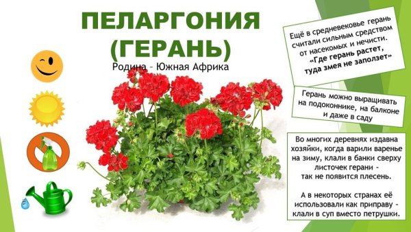 Паспорт комнатных растений в детском саду младшая группа