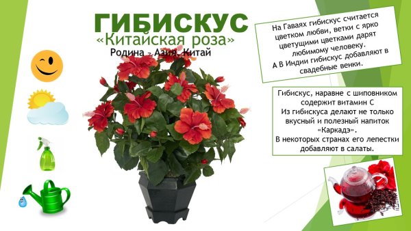 Паспорт комнатных растений в детском саду гибискус