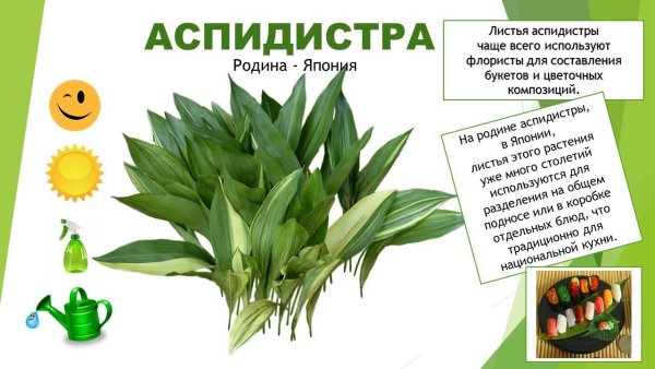 Паспорт комнатных растений Аспидистра