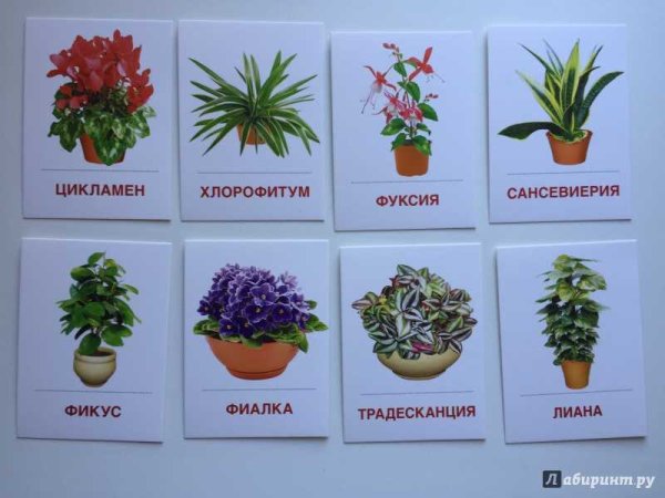 Комнатные растения названия