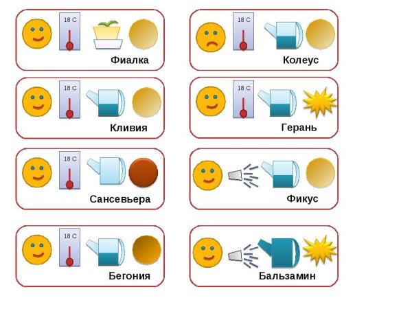 Паспорт комнатных растений в детском саду бегония