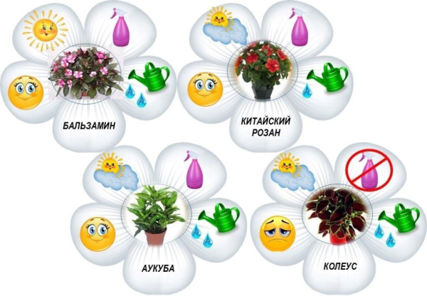 Ярлычки для комнатных цветов