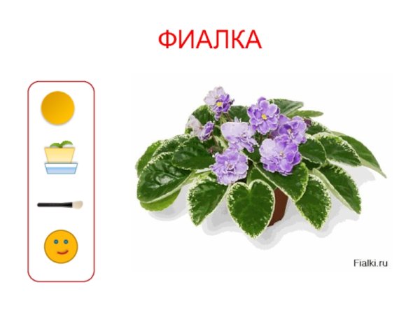 Паспорт растения фиалка сенполия