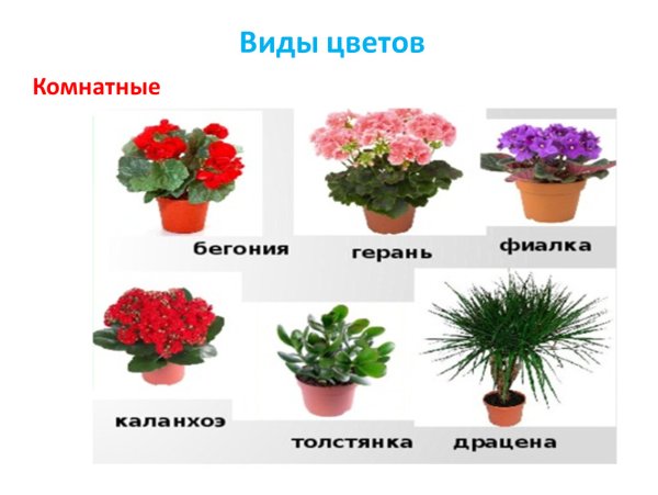 Комнатные растения для дошкольников