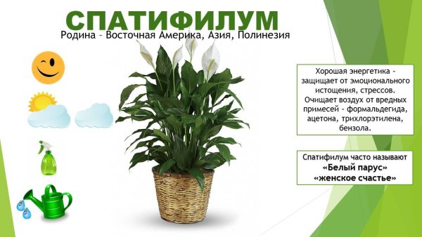 Спатифиллум паспорт растения