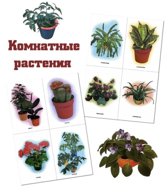 Комнатные цветы в детском саду