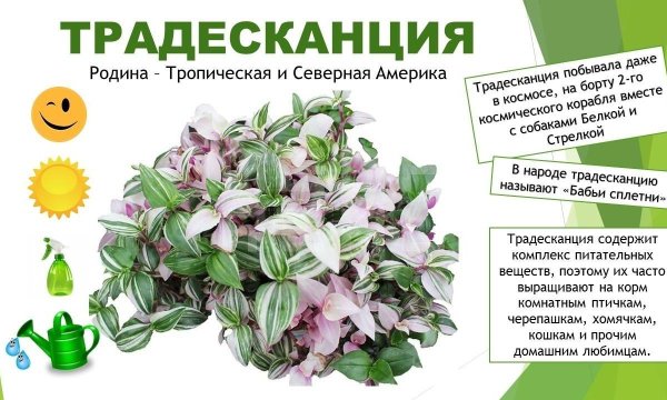 Паспорт растений традесканция