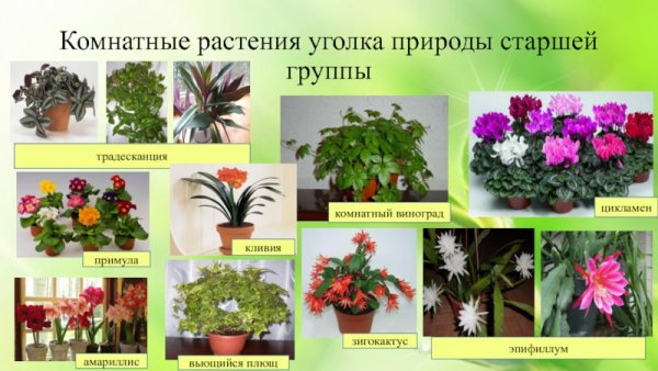 Комнатные растения старшая группа