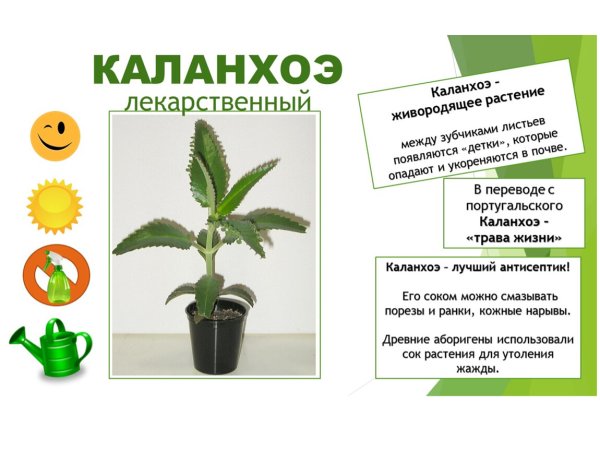 Паспорт комнатных растений в детском саду каланхоэ