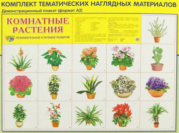 Комнатные растения для детей