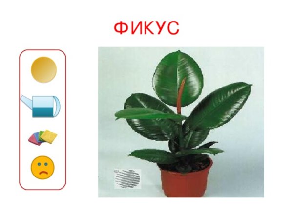 Фикус каучуконосный паспорт растения