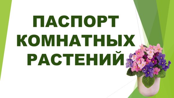 Паспорт комнатных растений в детском саду старшая группа
