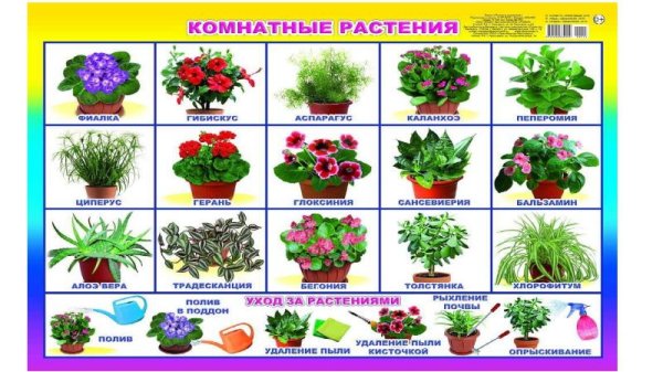 Комнатные растения в старшей группе детского сада
