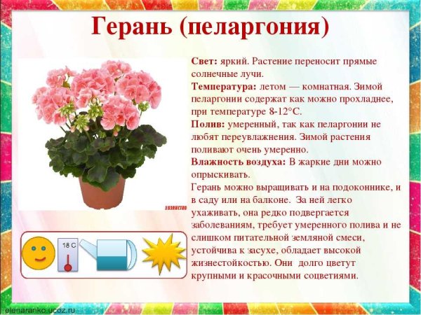 Паспорт комнатных растений в детском саду фиалка