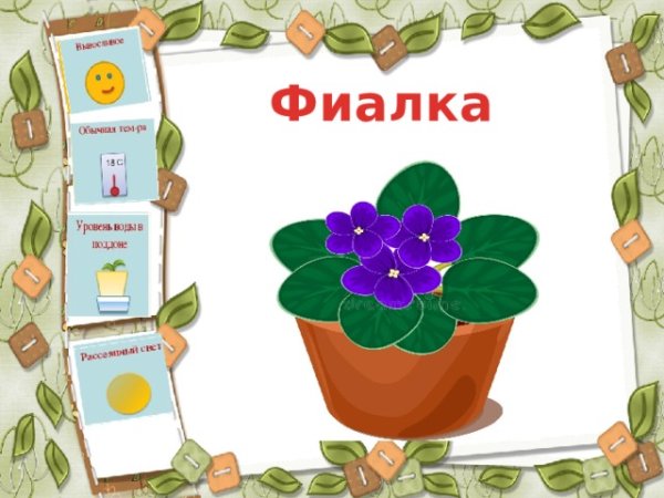 Аспарагус бегония бальзамин