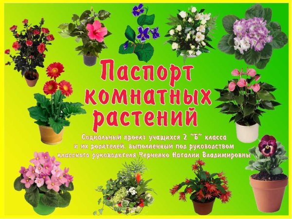 Комнатные растения для дошкольников
