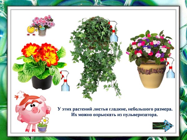 Схемы полива цветов в детском саду