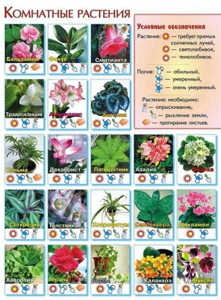 Ядовитые комнатные цветы