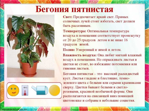 Схема как ухаживать за комнатными растениями в детском саду