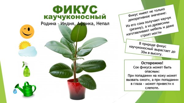 Узамбарская фиалка паспорт растения