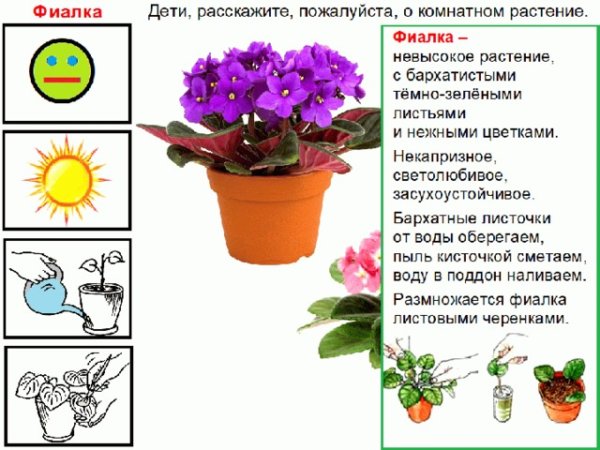 Комные цветы в детском саду