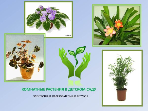 Детям о комнатных растениях в детском саду