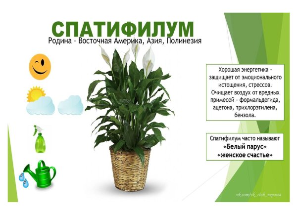 Калла сансевьера гиппеаструм