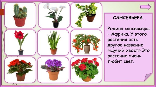 Алгоритм ухода за комнатными растениями в ДОУ