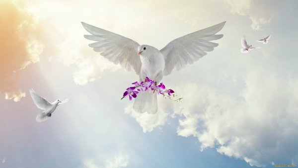 Голуби в цветах