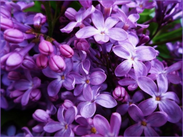 Сирень и Сакура