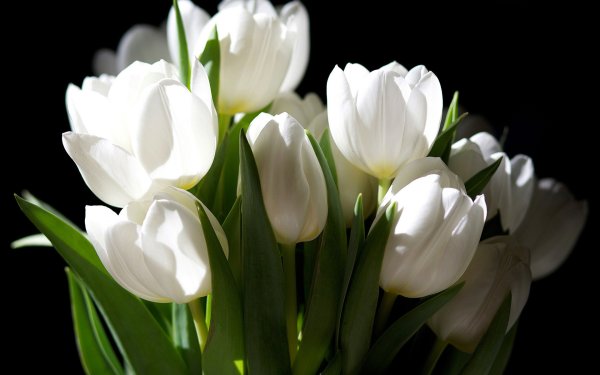 Фловерс Flowers цветы тюльпаны