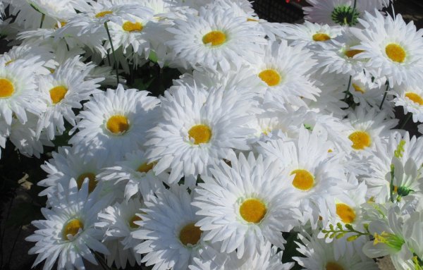 Ромашка Айсштерн