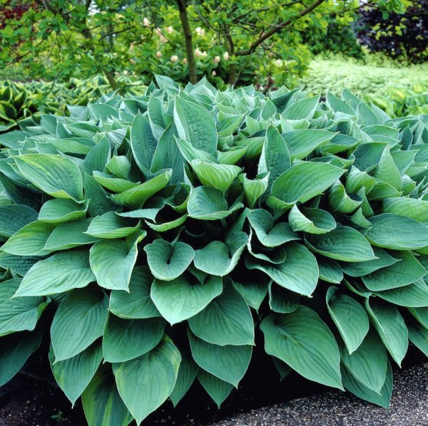 Хоста Форчуна hyacinthina