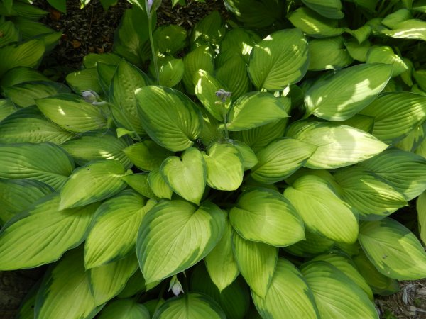 Хоста (Hosta `albomarginata`)