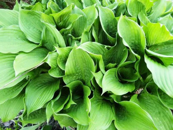 Hosta Tratt. (Хоста, функия)