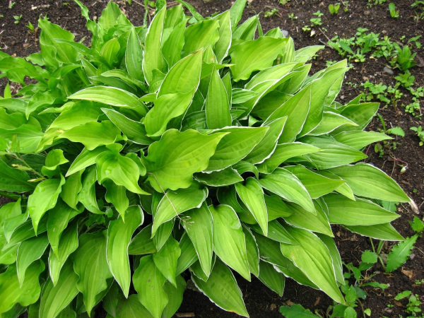 Hosta Tratt. (Хоста, функия)