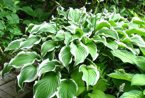 Хоста курчавая (Hosta crispula)