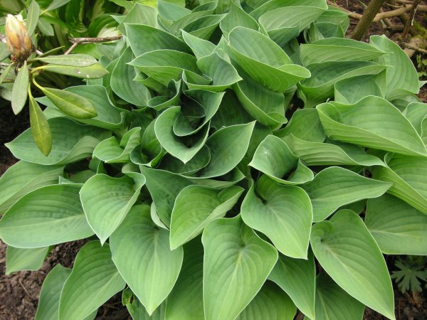 Хоста Форчуна hyacinthina