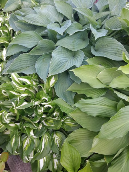 Хоста (Hosta Blue Hawaii