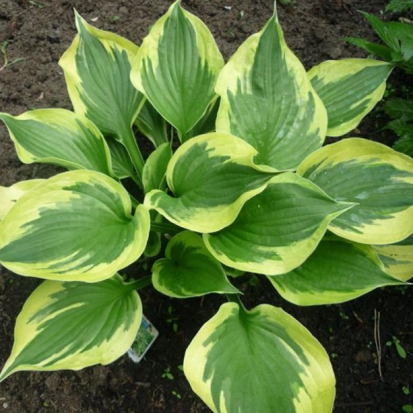 Хоста гибридная (Hosta hybride)