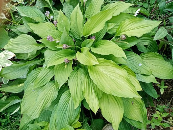 Хоста ланцетовидная
