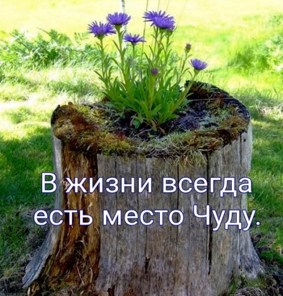 Пень поросший мхом