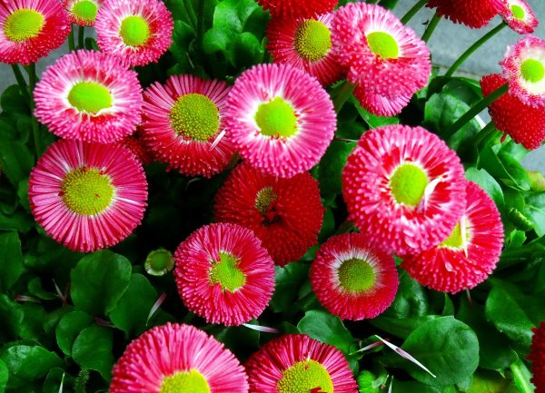 Маргаритка многолетняя Bellis perennis