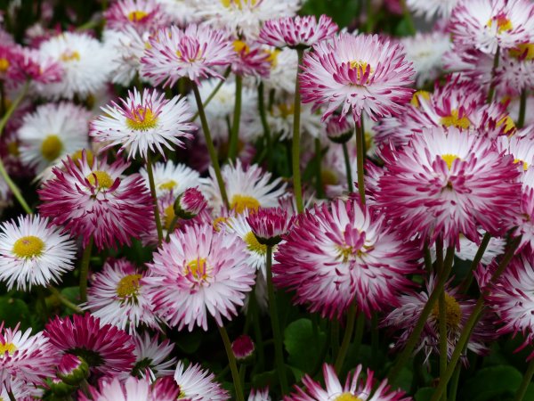 Маргаритка Bellis perennis Дикая