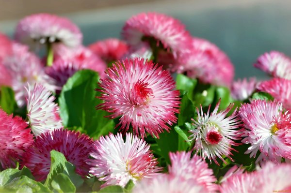 Маргаритка Bellis perennis