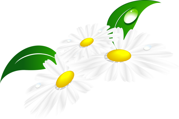 Клипарт ромашки на прозрачном фоне